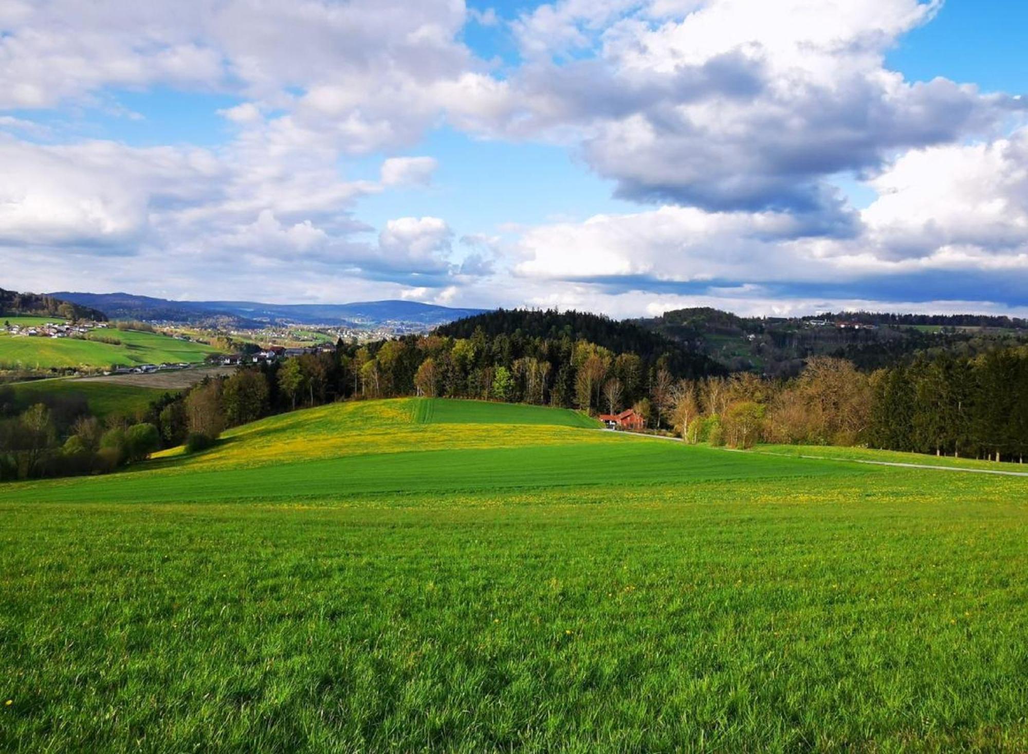 Ferienwohnung Am Woid - Herrliche Alleinlage - Vegane Einrichtung Waldkirchen Dış mekan fotoğraf