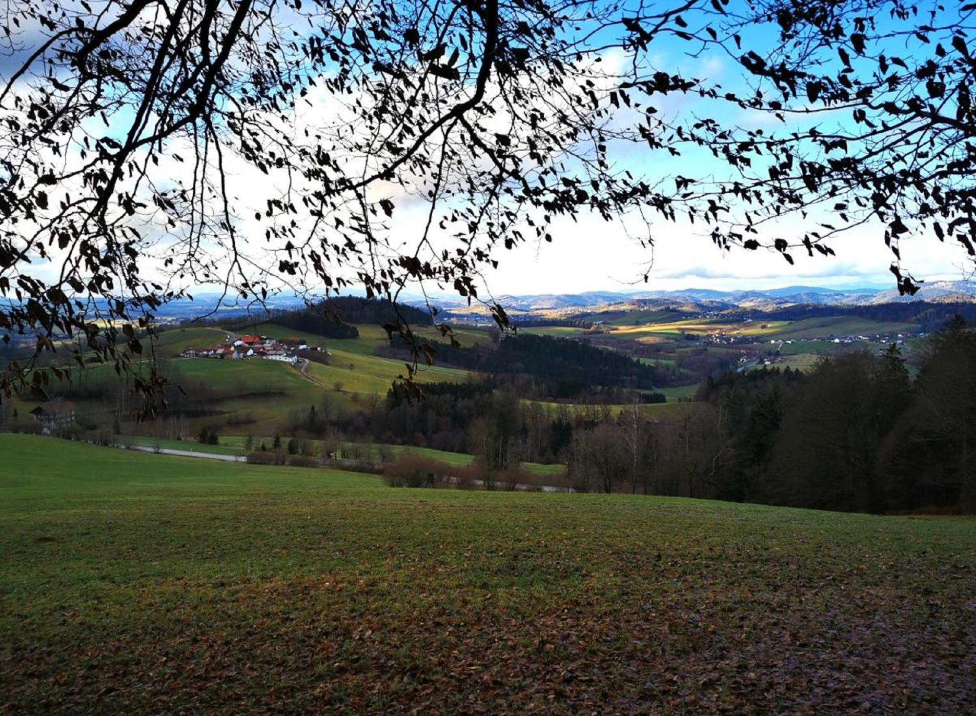 Ferienwohnung Am Woid - Herrliche Alleinlage - Vegane Einrichtung Waldkirchen Dış mekan fotoğraf